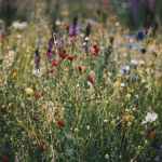 blue white and red poppy flower field