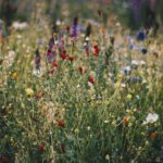 blue white and red poppy flower field